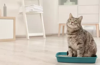 A Beginner’s Guide to Cat Litter Options