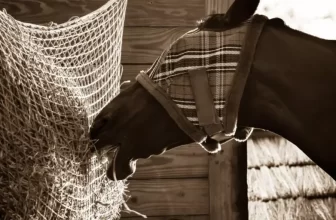 What Are the Most Effective Fly Control Solutions for Horses?