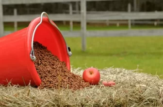 Feeding Essentials for a Balanced Horse Diet