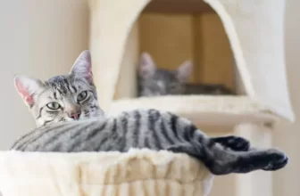 The Science Behind Cat Furniture Design