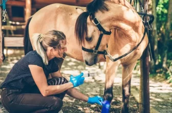 A Guide to Natural Horse Care Products