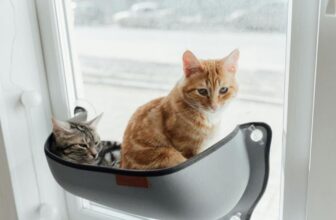 How Do Cat Window Perches Add Enrichment to Your Cat’s Life?