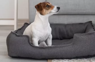 What Are the Best Dog Beds for Small Breeds?