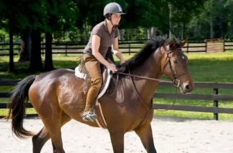 Why Are Safety Helmets Essential for Horseback Riding?