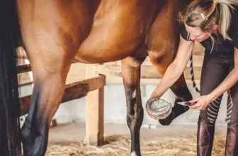 Which Hoof Care Products Are Essential for Healthy Hooves?