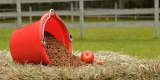Feeding Essentials for a Balanced Horse Diet