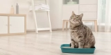 A Beginner’s Guide to Cat Litter Options