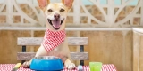 A Healthier Way to Feed Your Pup