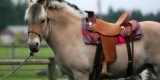 How Do You Choose the Right Saddle for Your Horse?
