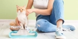 What Are the Must-Have Supplies for New Cat Owners?